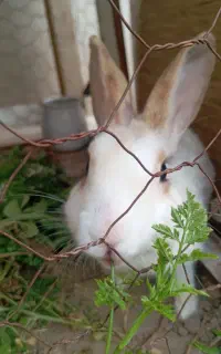 خرگوش ماده در شوط