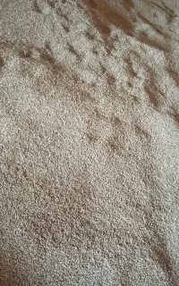 2تن جو محلی بذری تمیز تمیز