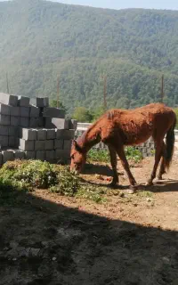 کره اسب نریون جذاب و آروم