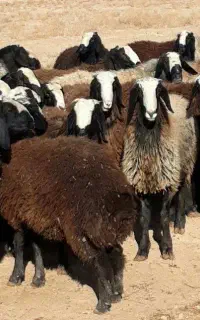 خریدار پوست بز و گوسفندی تعداد بالا