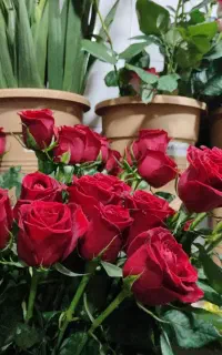 رزهلندی تازه هر شاخه ۴۰ و۵۰ تومن