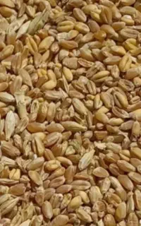 گندم آفتاب امسال