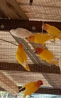 طوطی کوتوله برزیلی