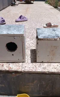 لونه  عروس هلندی