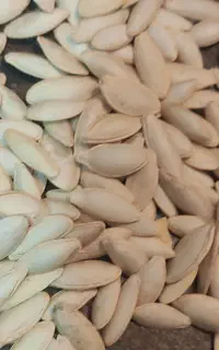 تخمه کدو