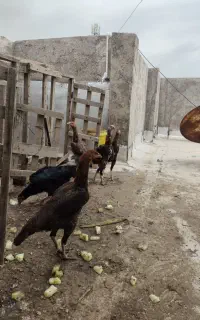مرغ لاری