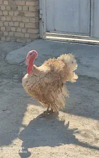 حیوانات مزرعه