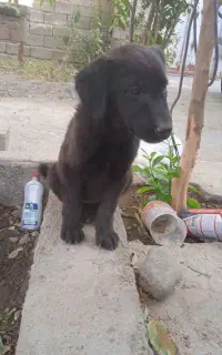 واگذاری سگ شمارا قبول میکنیم.مکان وشرایطش فراهمه.