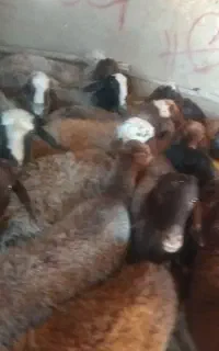 ۲۸ تا گوسفند داشتی درجه یک