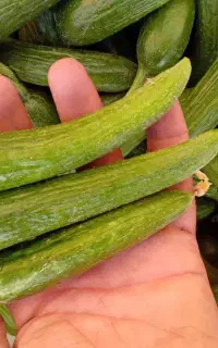 خیار برای خیارشور موجود است