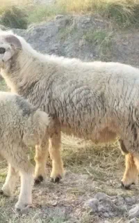 قوچ ترکی بختیاری