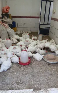 مرغ گوشتی ۲۴۰