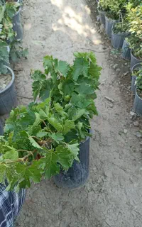 گیاه انگور و دم موشی
