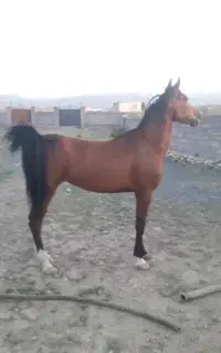 اسب مادیان