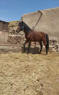 اسب