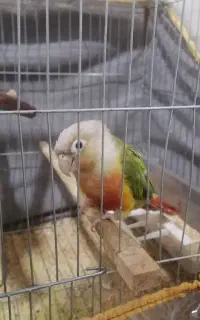 گرینچیک ماده