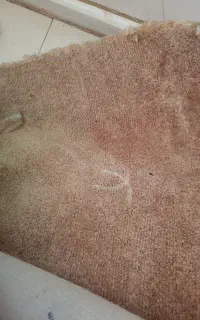 موکت و پالاز موکت