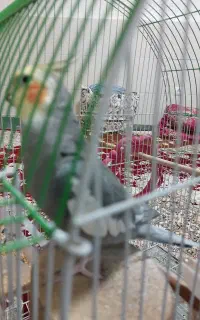 عروس هلندی نروماده