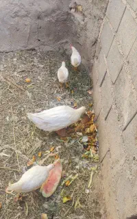 اردک