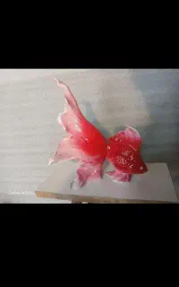 ماهی رزینی توپر رنگ روغنی نر و ماده