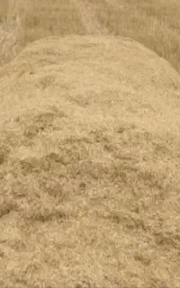 کاه جو دیم
