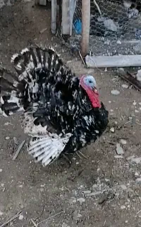 بوقلمون و قاز
