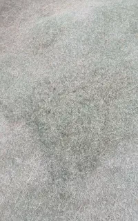 کاه یونجه