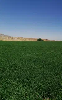 یونجه برش چهارم
