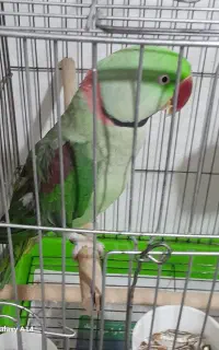 شاه طوطی مولد
