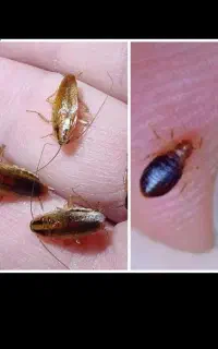 سمپاشی ونابودی تضمینی موریانه و سوسک و