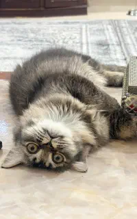 واگذاری گربه نر ۴ماهه