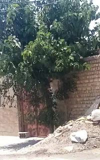 خرید وبرش درخت هیزمی