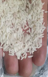 فروش برنج محصول امسال