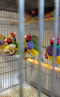 لانه بیرون قفس قناری و سهره سانان