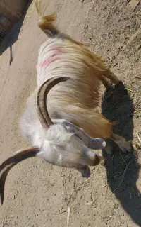 چپش نر