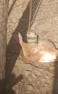 بوقلمون کرچ