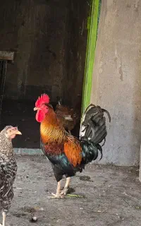 خروس