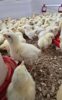 جوجه گوشتی راس ۳۰۸ پنج روزه