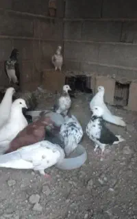 کبوتر .کفتر