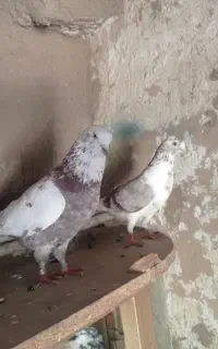 کفتر پرش