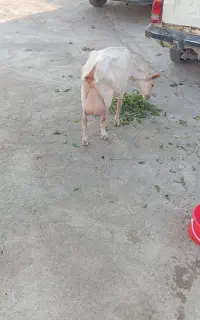 شیر بز سانن تازه و مغذی