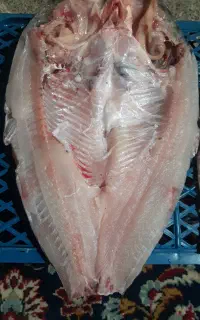 ماهی تازه لذیذ