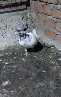 کبوتر کله ای پرشی خال سبز