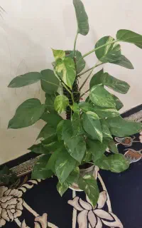 گل طبیعی. پتوس. کاکتوس