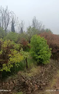 چیدن لوبیا سبز