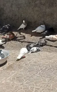 کفتر