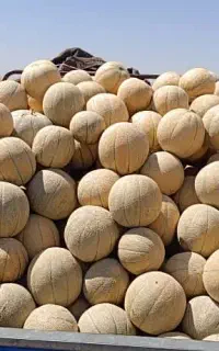میوه