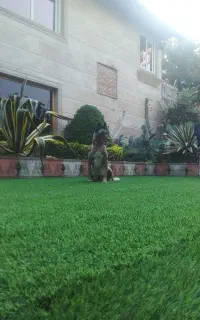 بلژین مالینویزماده