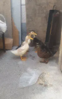 اردک