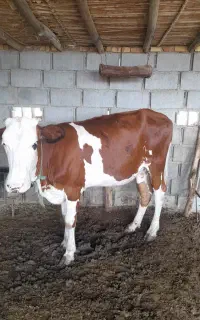 تلیسه سمینتال